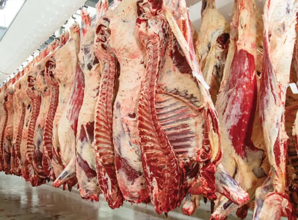 ARMADIO FROLLATORE PER CARNE (460LT.) +2°/+10°C - QM 728 - COOL HEAD
