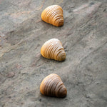 STAMPO PAVOFLEX IN SILICONE SFOGLIATELLA MIGNON 400 X 300 MM - 30 IMPRONTE MM 45X43,5X22 H VOL. ~ 20 ML - PX4378S